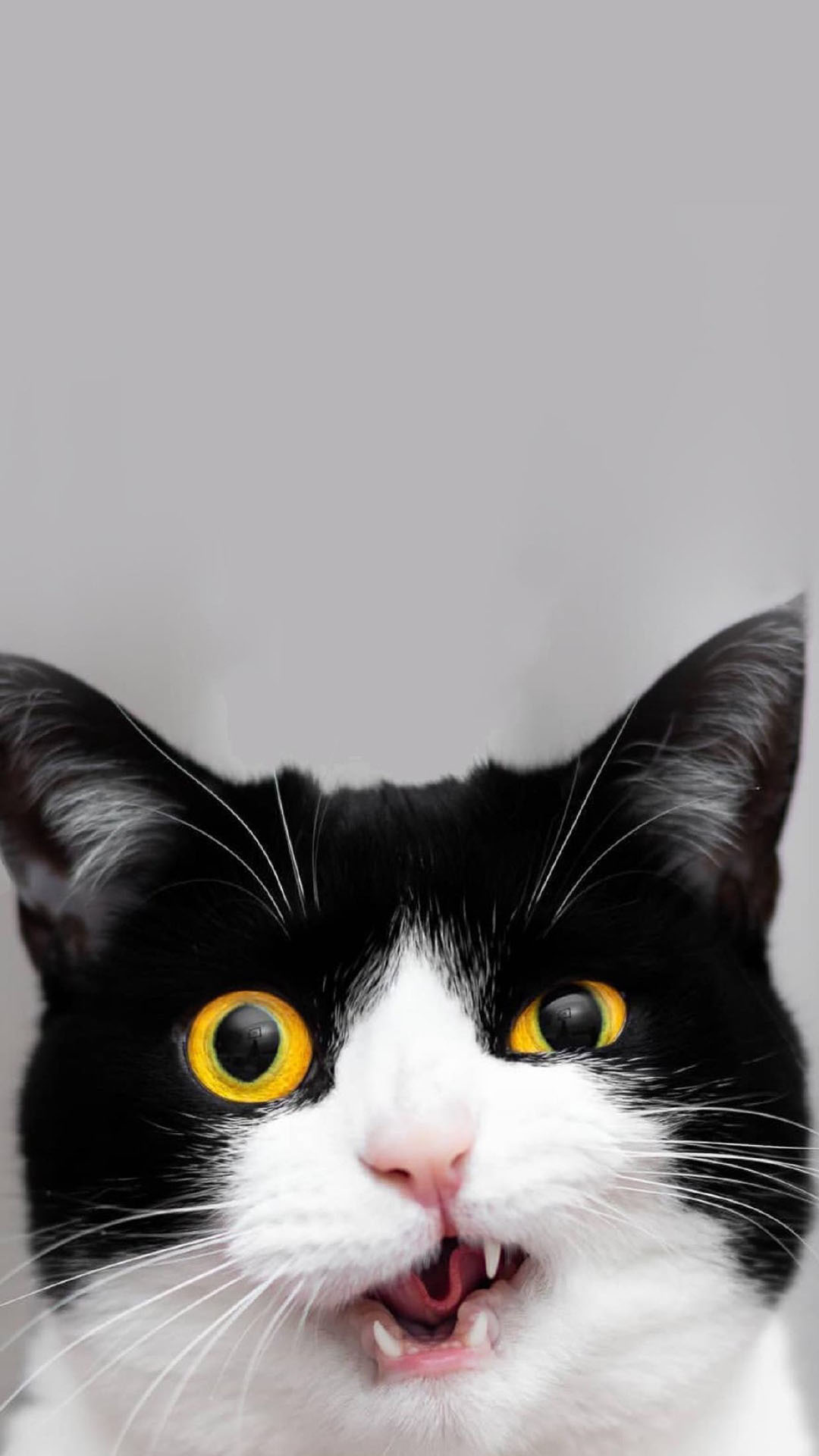 可爱小黑猫高清手机壁纸图片,苹果7手机高清壁纸