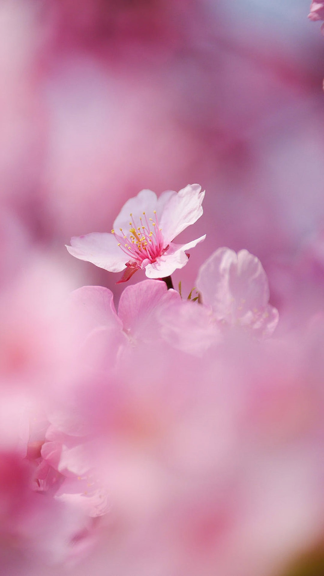 粉色桃花唯美风景摄影图片手机壁纸,绿色壁纸保护视力唯美