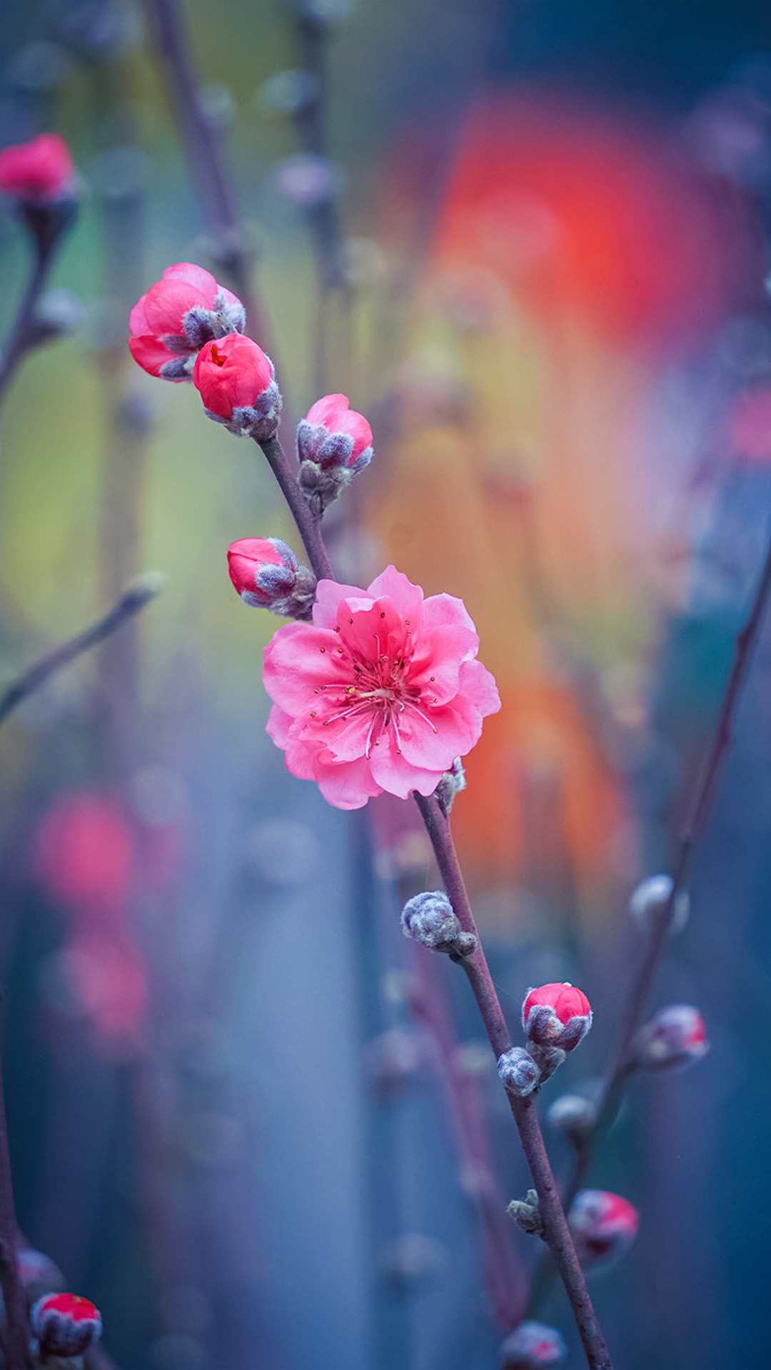 红色桃花唯美花卉图片手机壁纸,好看的手机壁纸唯美