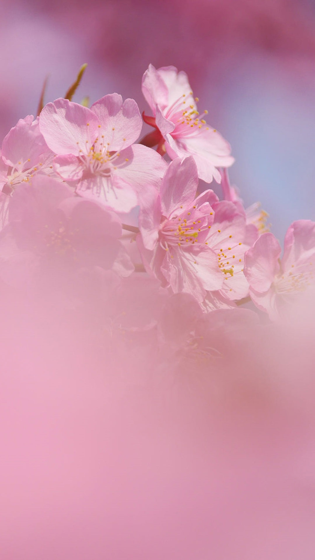 粉色桃花唯美风景摄影图片手机壁纸,vivox6锁屏壁纸