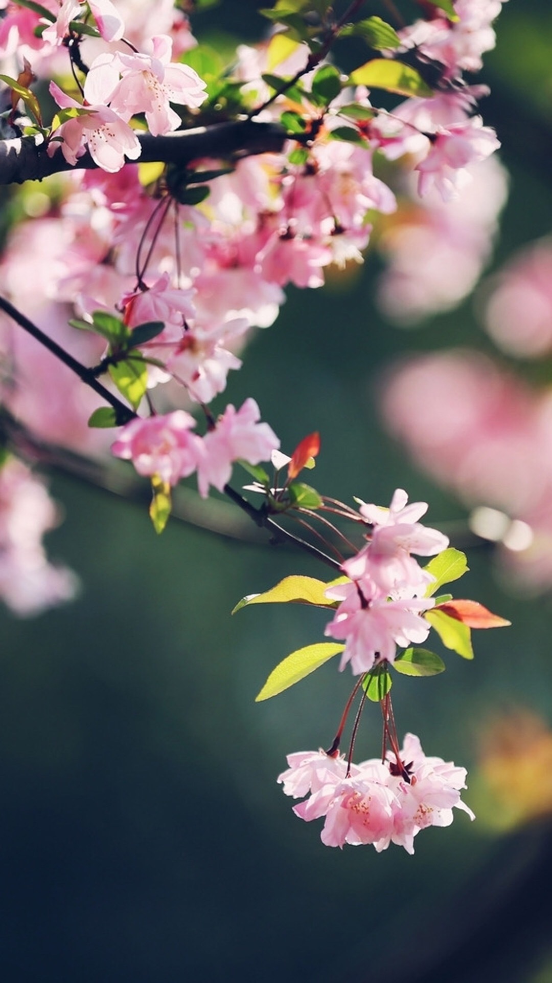 唯美樱花树图片高清手机壁纸,植物,风景,植物,高清,樱花,自然,摄影,手机壁纸高清个性