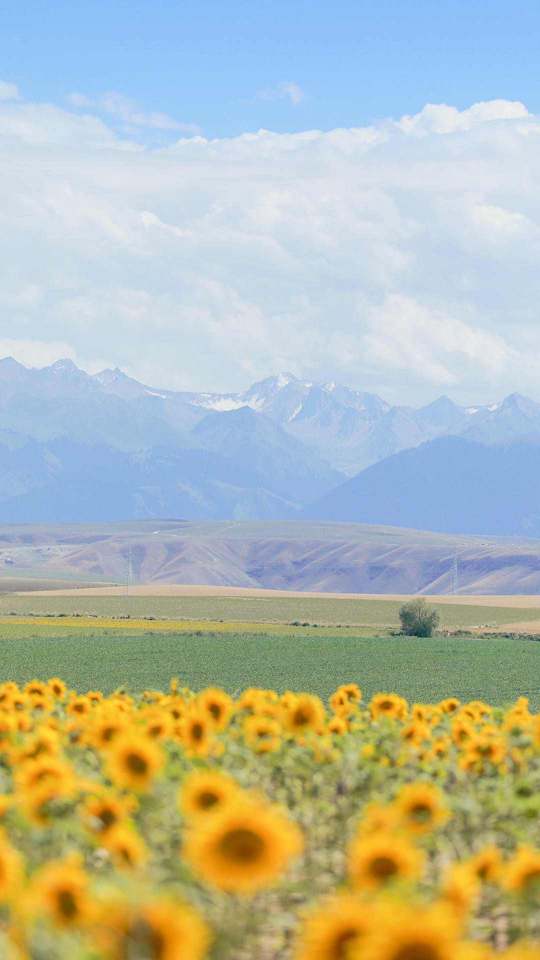 新疆,伊犁,夏天,风景,草原,向日葵。