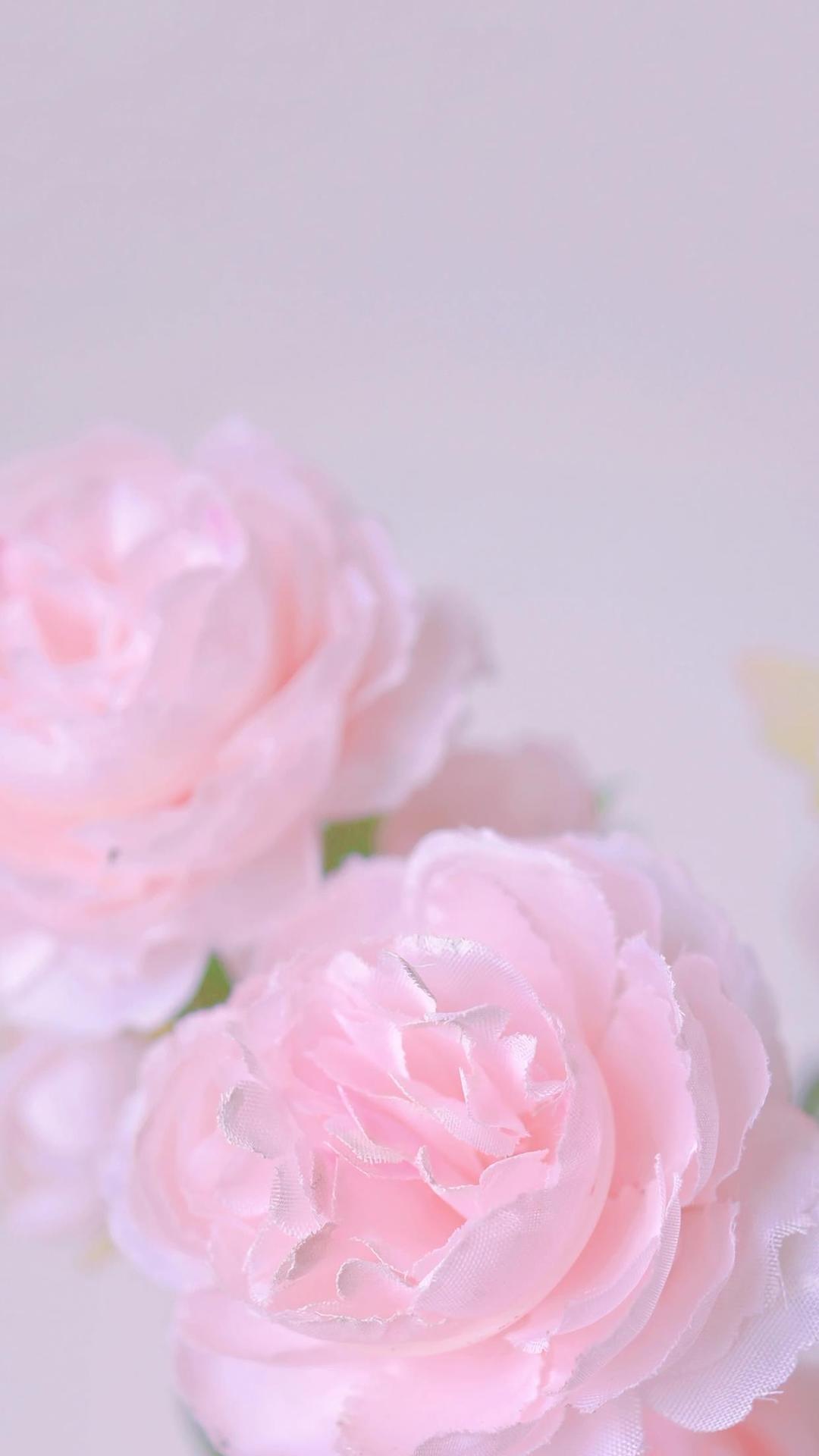 蔷薇,唯美,浪漫,物语