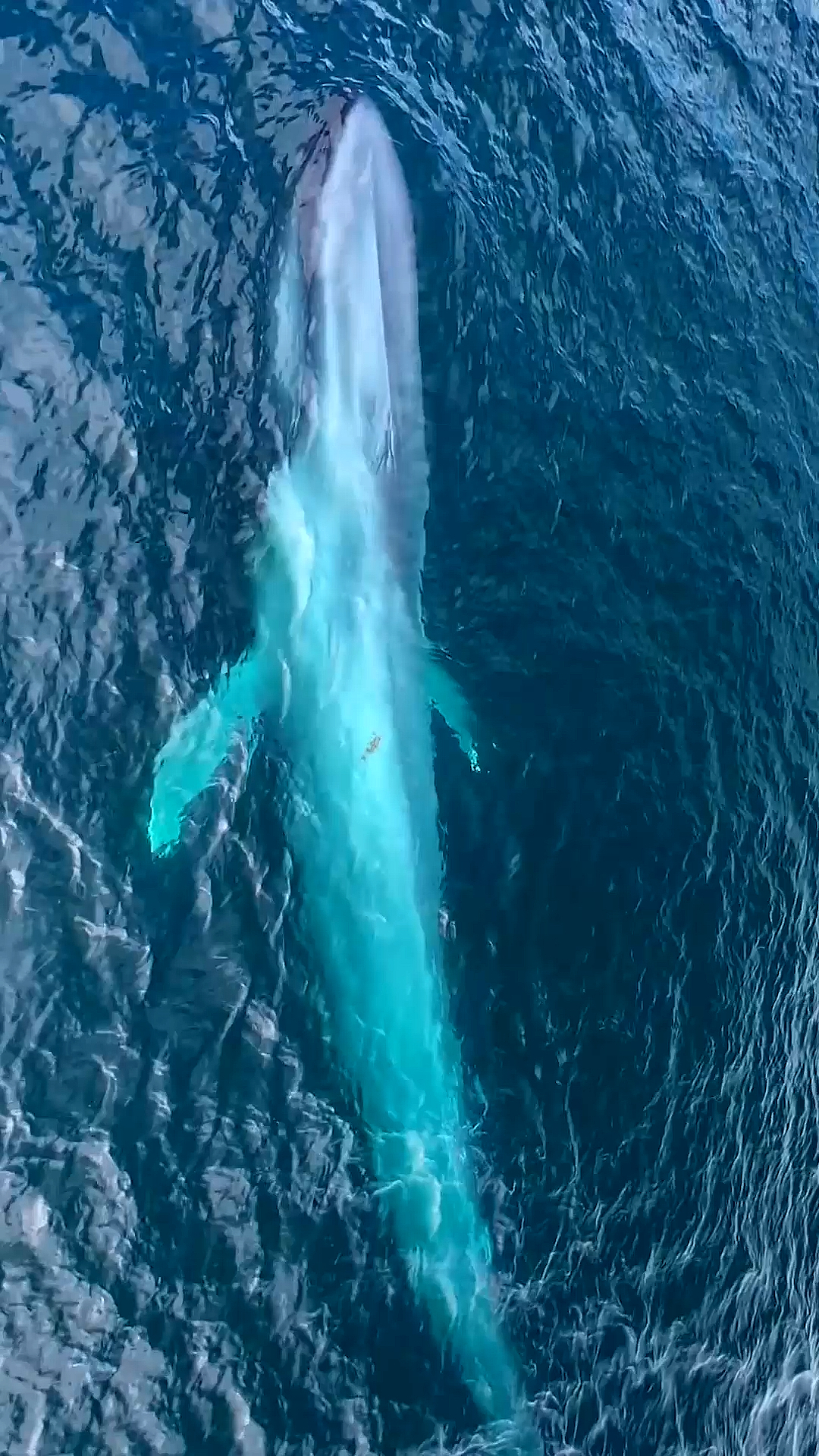 蓝鲸#深海孤寂蓝鲸鲸声悠远治愈