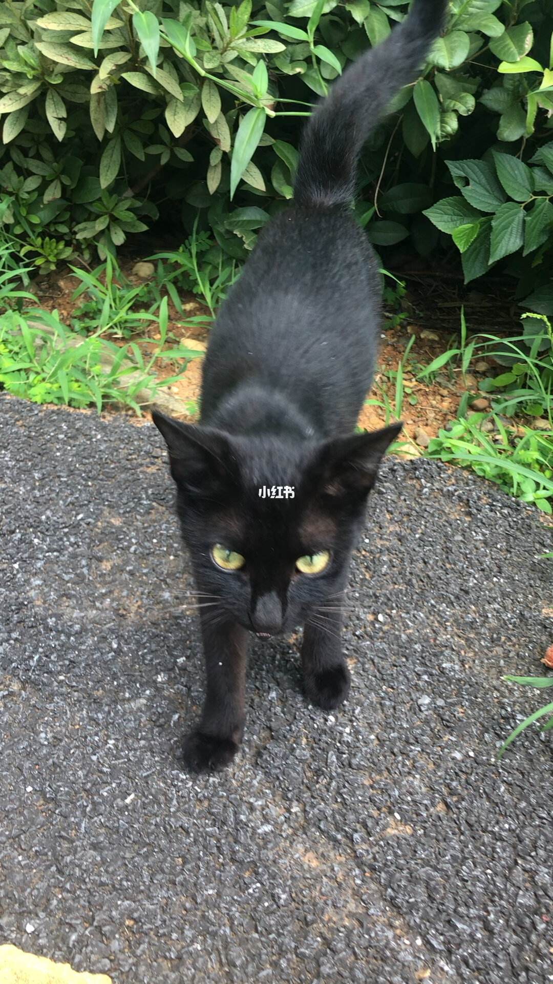 估计三四个月大是否有人爱心喂养,我前几天散步偶然发现大黑猫很亲人