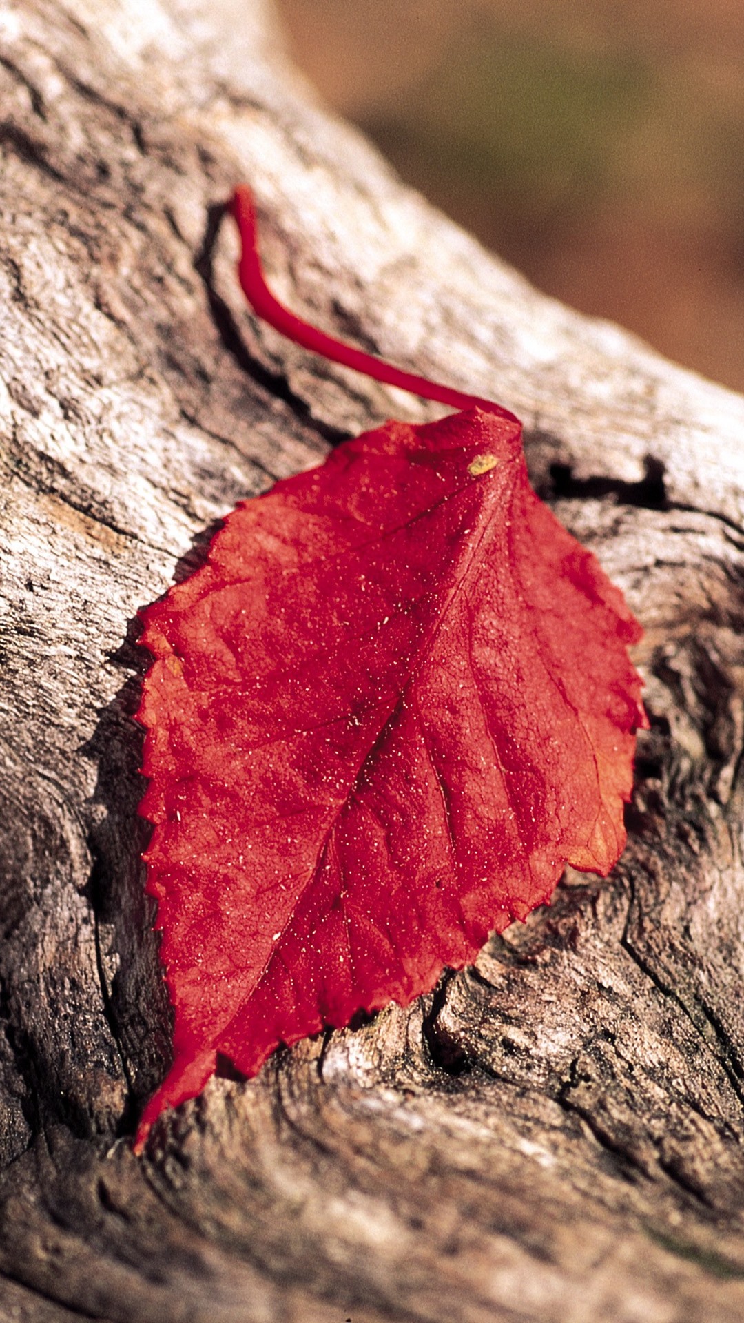 一片红叶,木头iphone壁纸