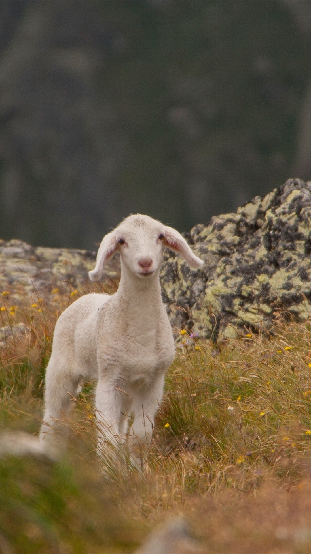 iphone壁纸可爱的羊,羊,草,山