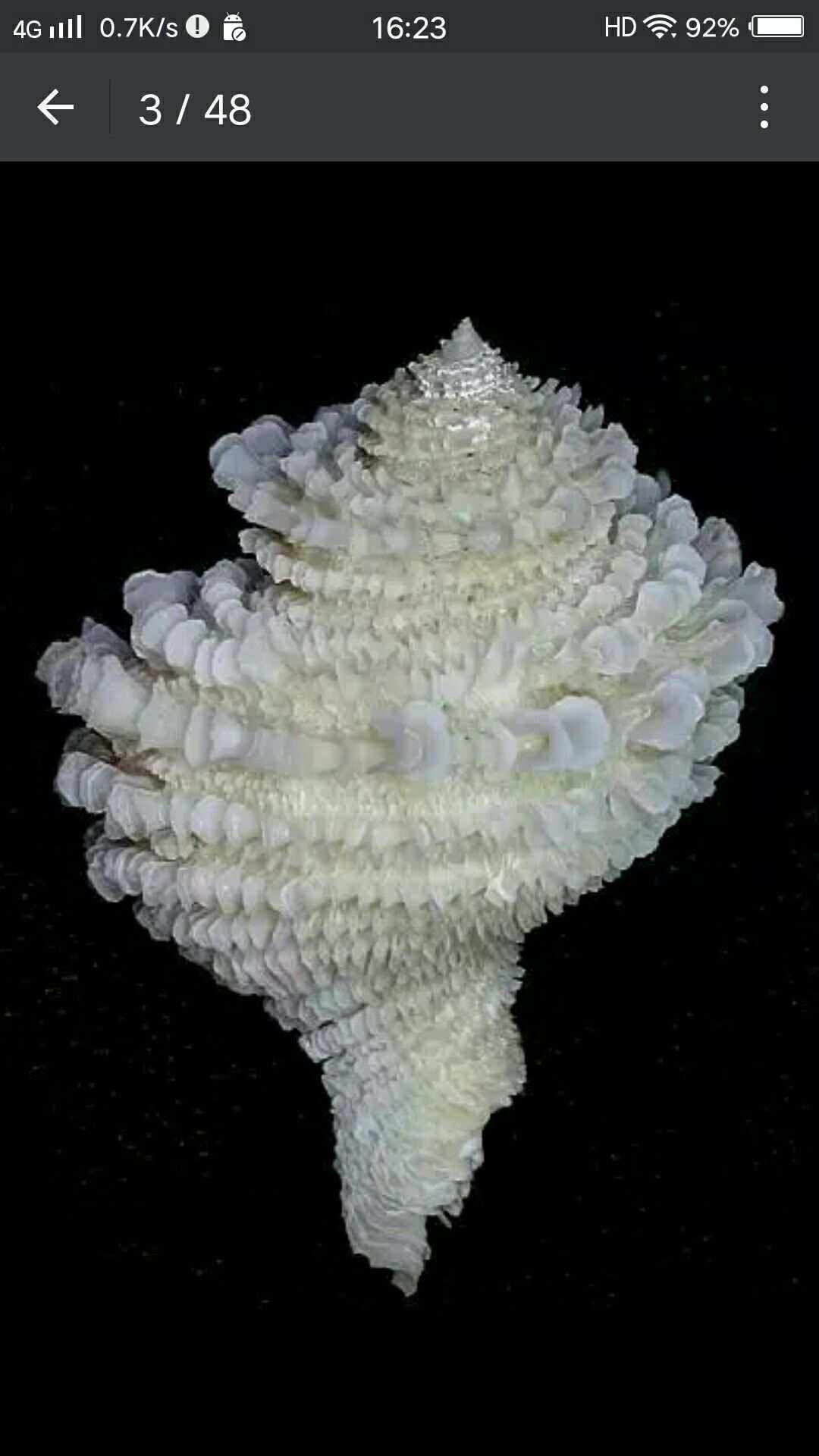 美丽的海螺世界,太罕见了送给大家分享