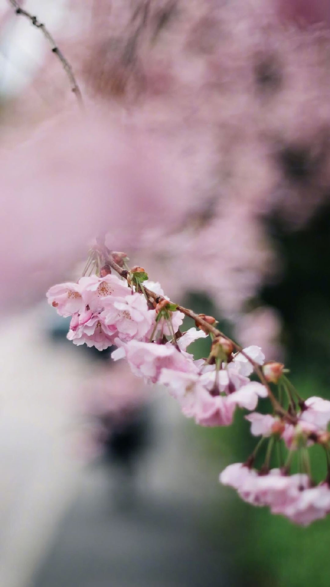 唯美粉色花卉图片手机壁纸