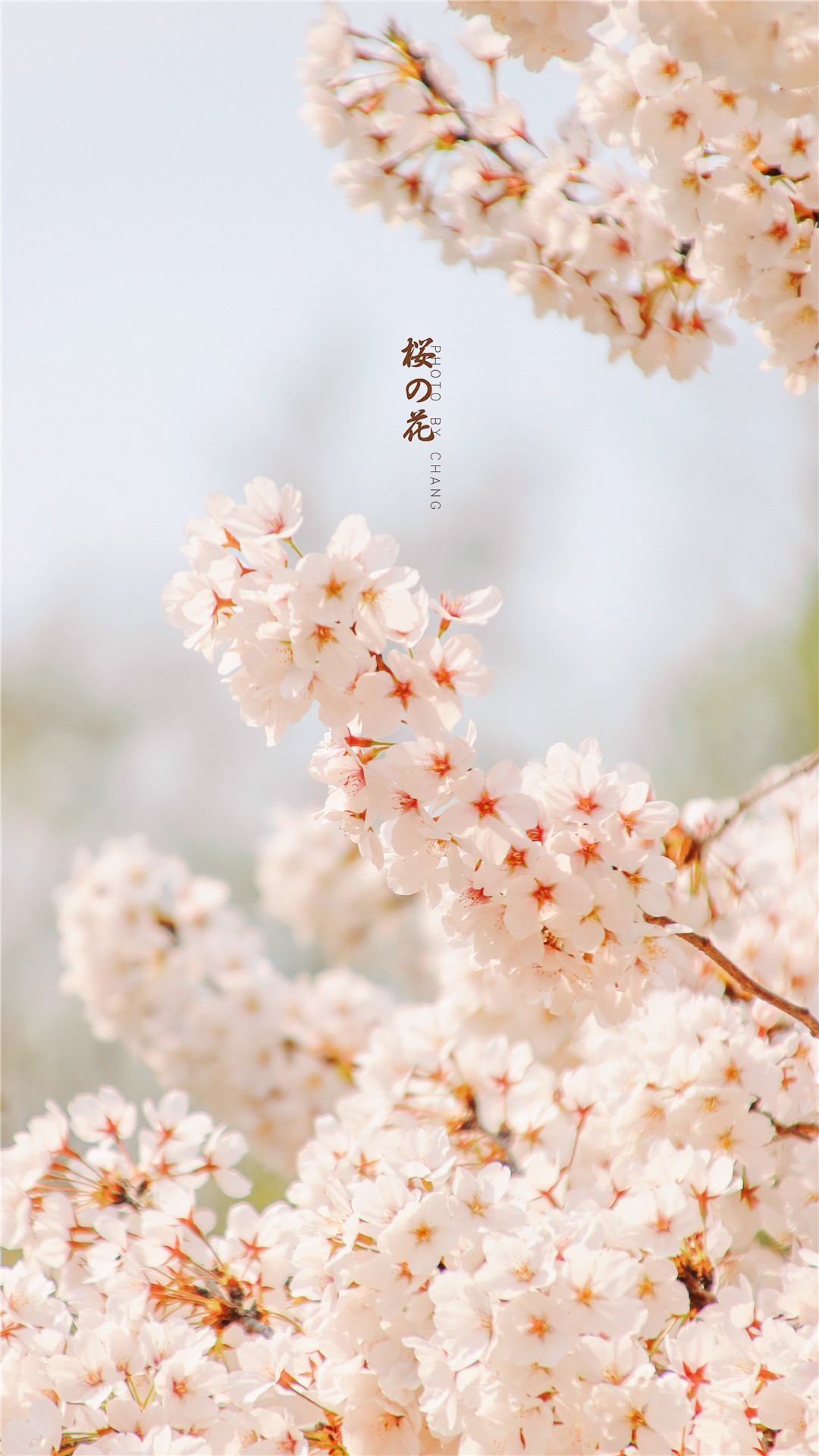 清新春日樱花高清桌面壁纸
