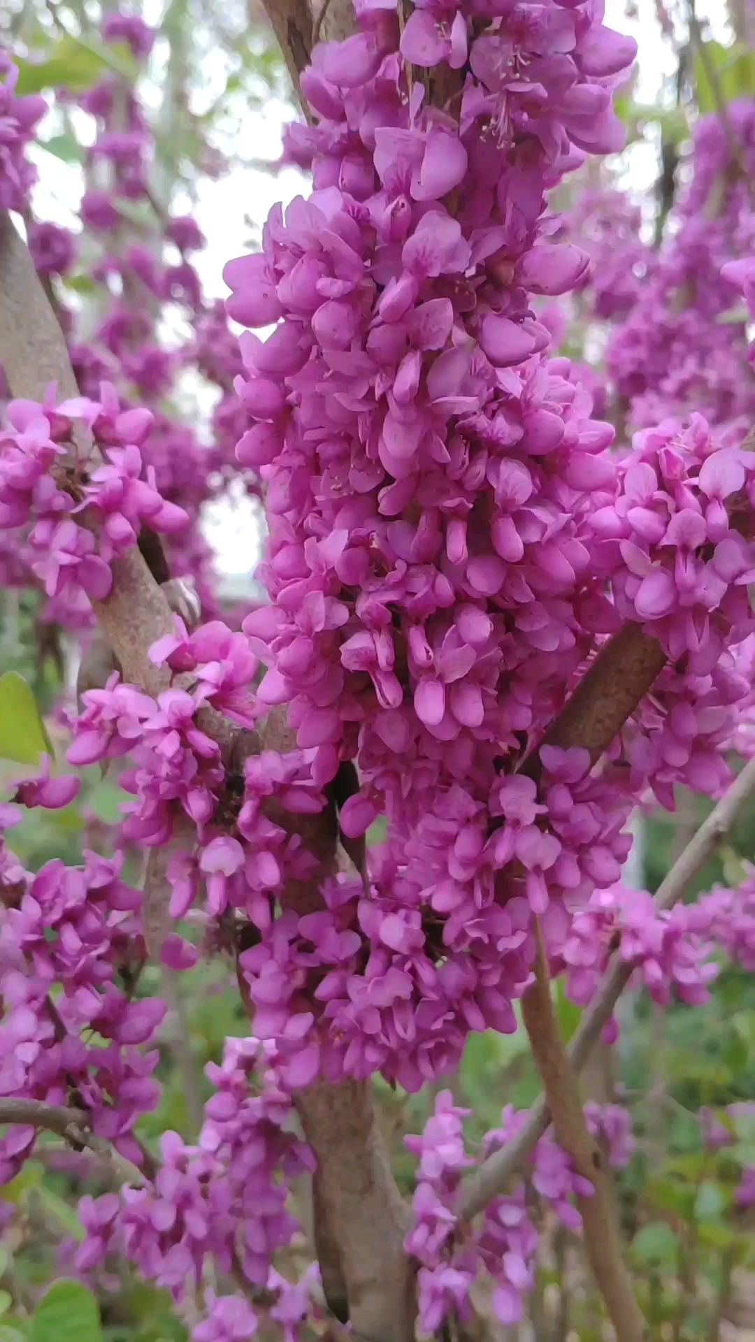 最美人间四月天#漂亮的紫荆花