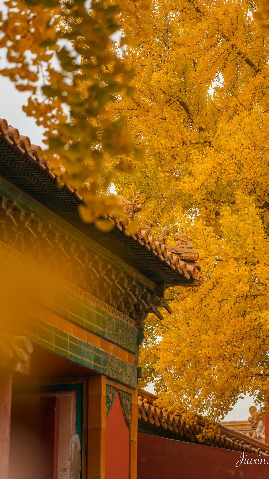 城市,建筑,秋天,中国风,传统建筑,银杏叶
