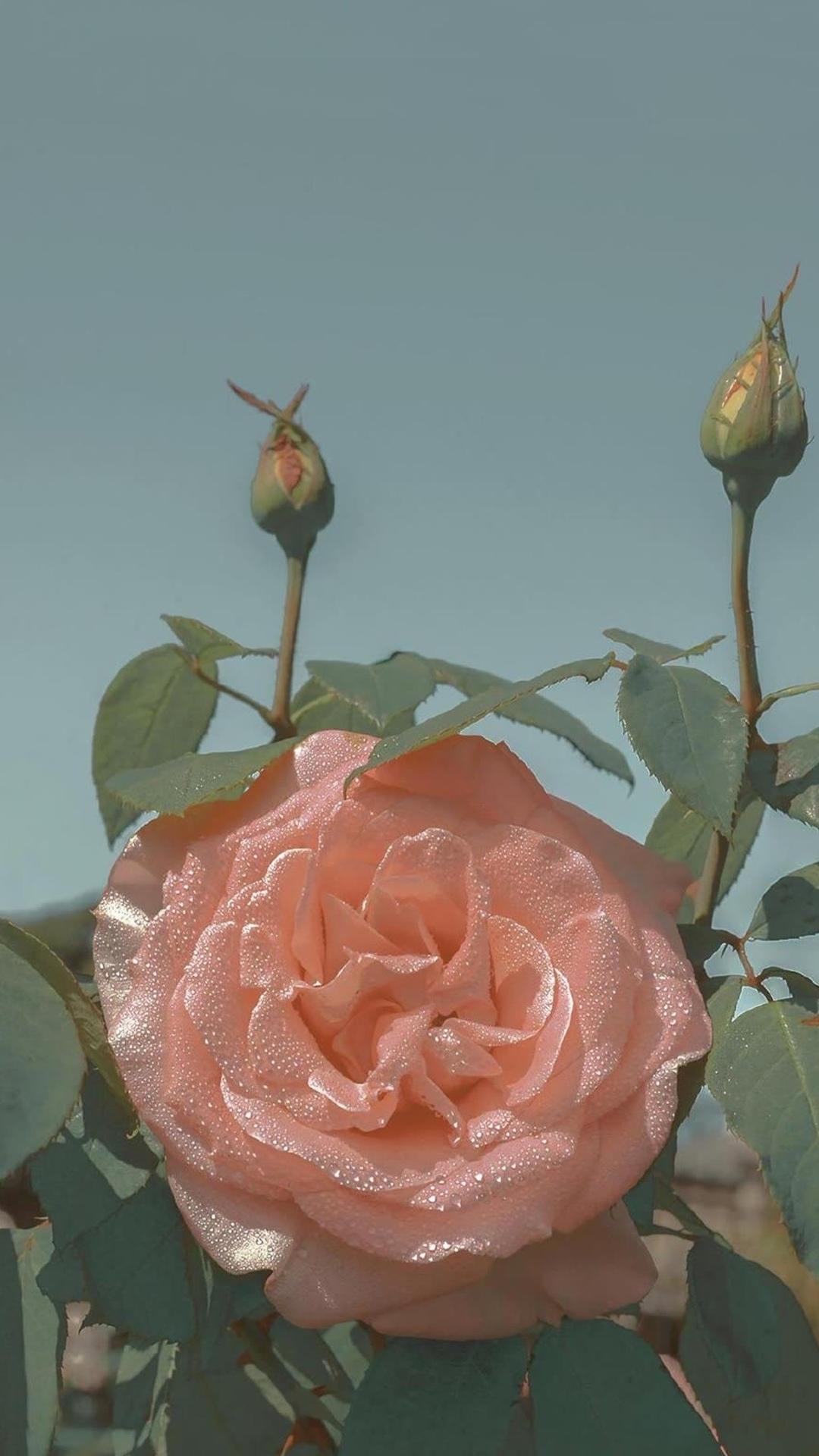 ins风浪漫玫瑰仙气写真,植物手机壁纸