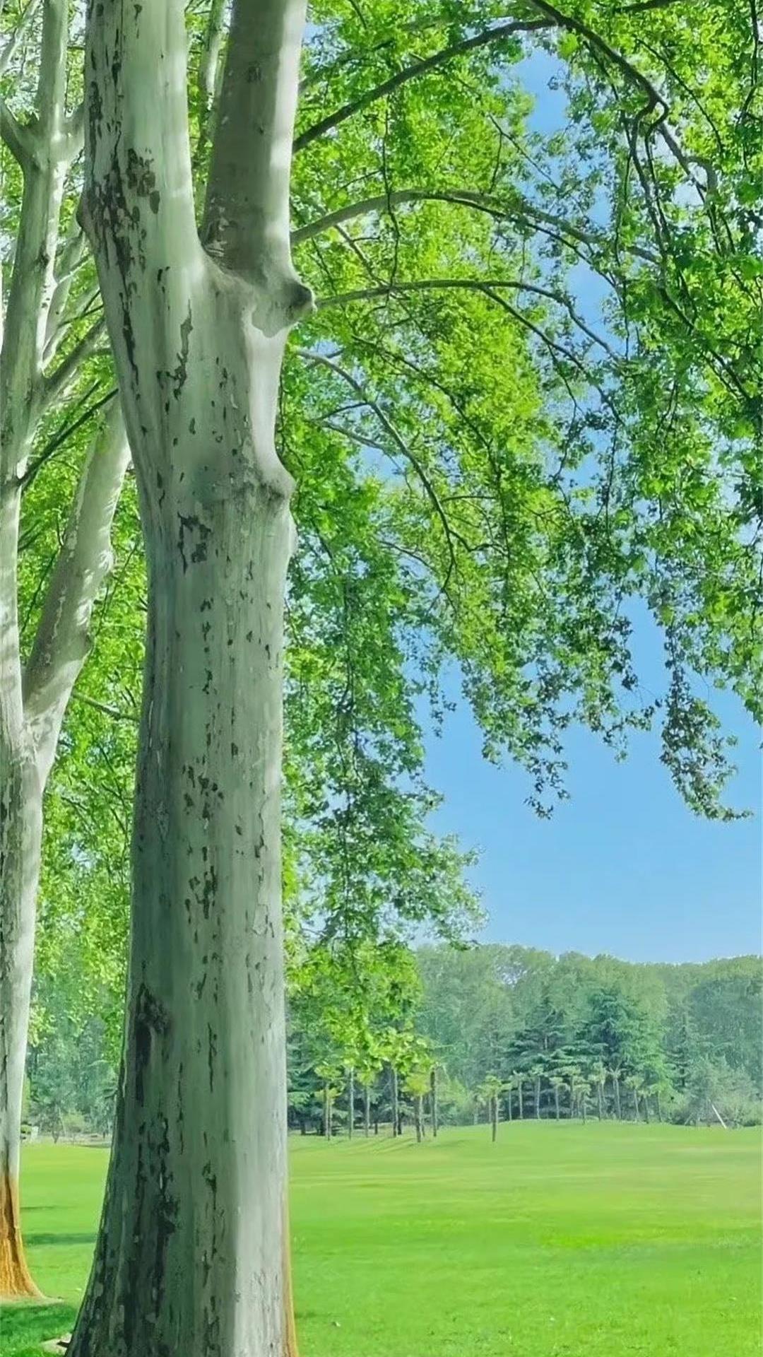 树,唯美,风景,自然
