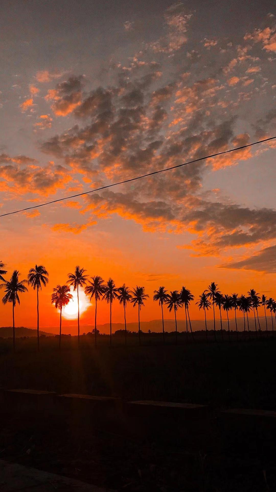 落日,黄昏,椰子树,唯美,风景