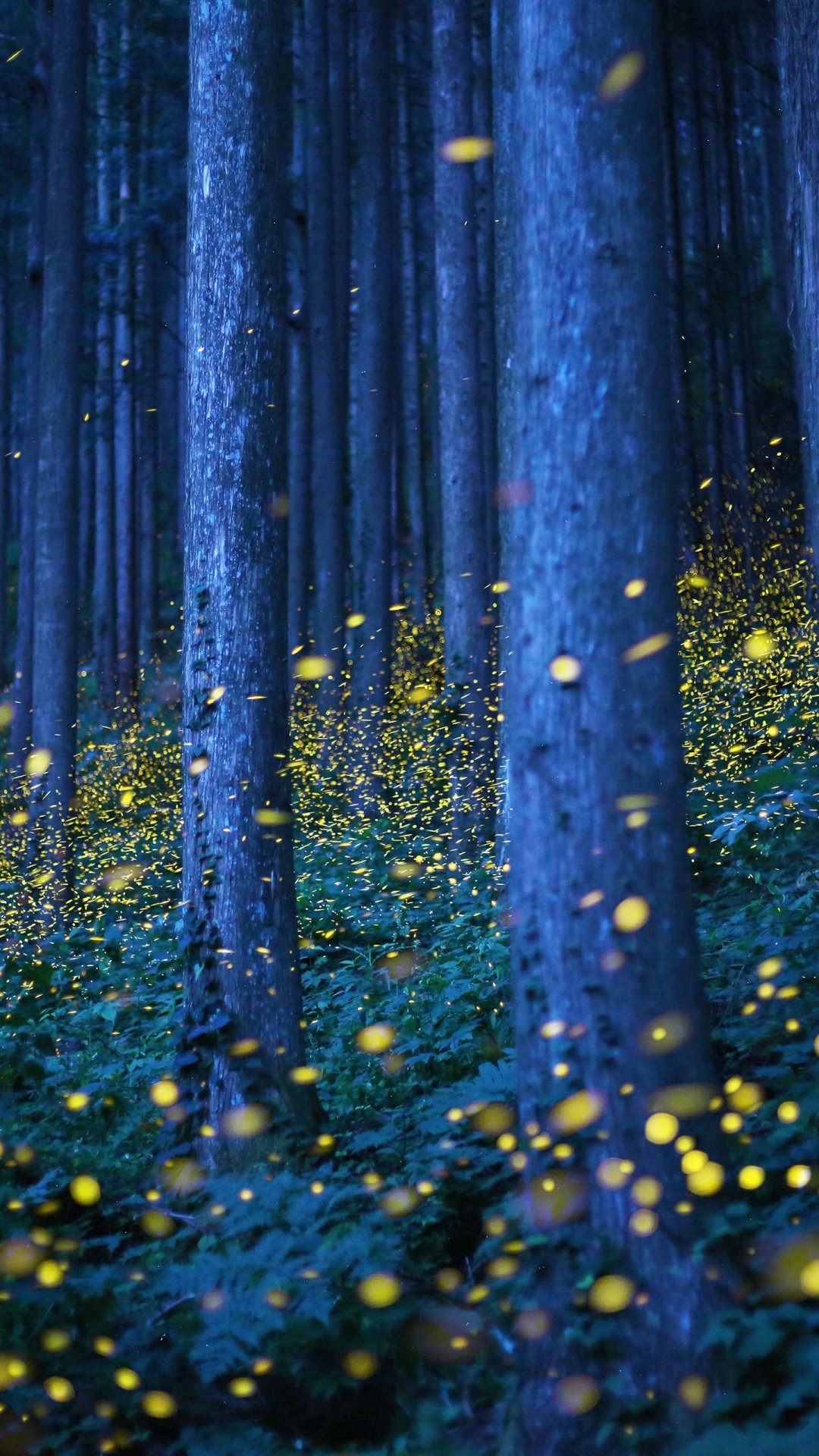 自然之美萤火虫森林,高清图片,手机壁纸