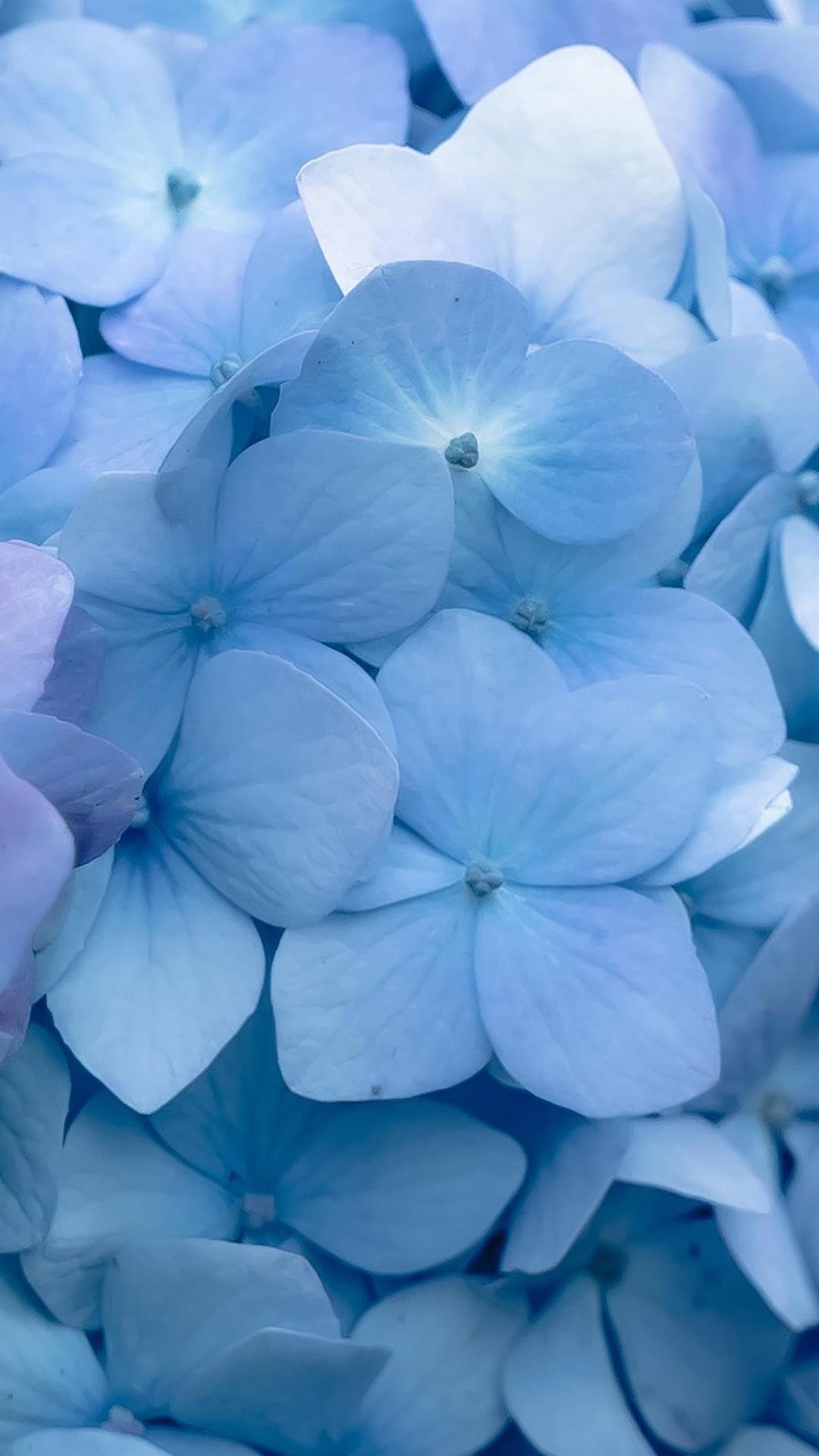 绣球花,无尽夏,花朵,蓝色,唯美,风景