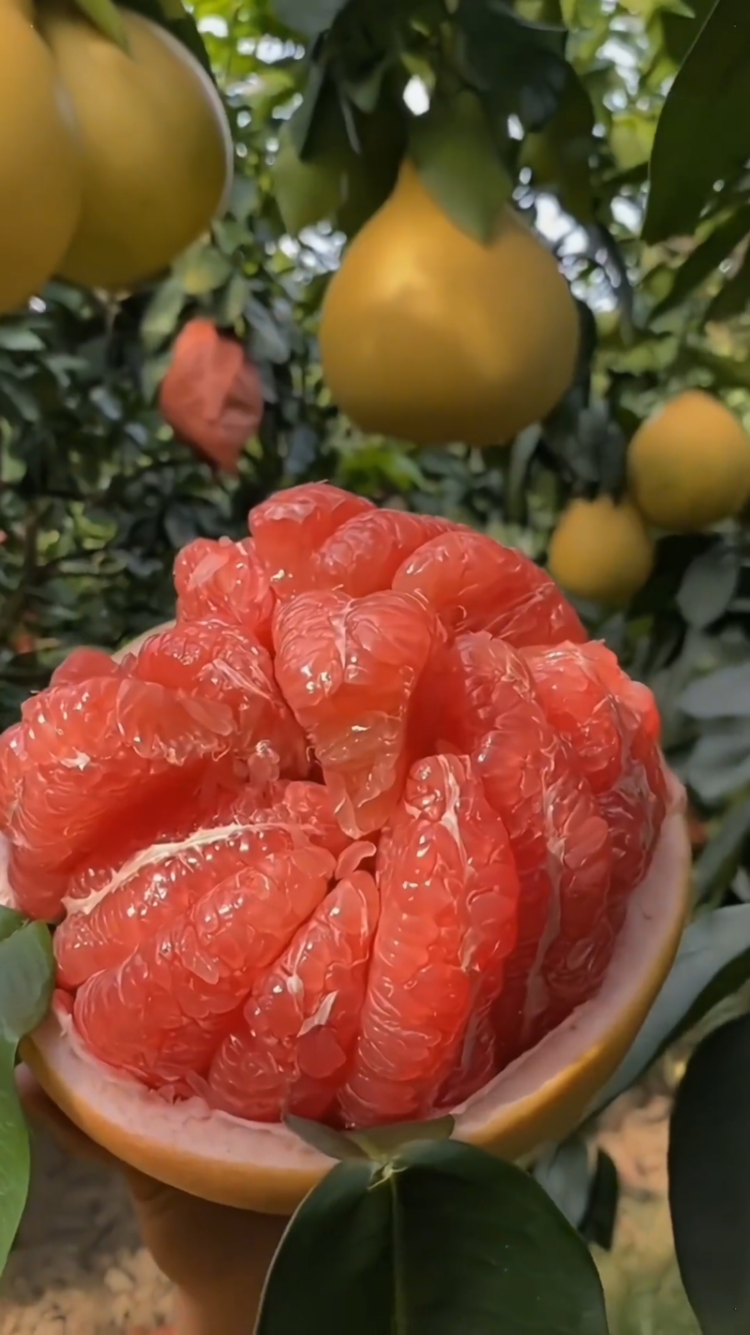 柚子季节又到了福建红心蜜柚是柚子界的王者果肉细腻颗粒饱满度小视