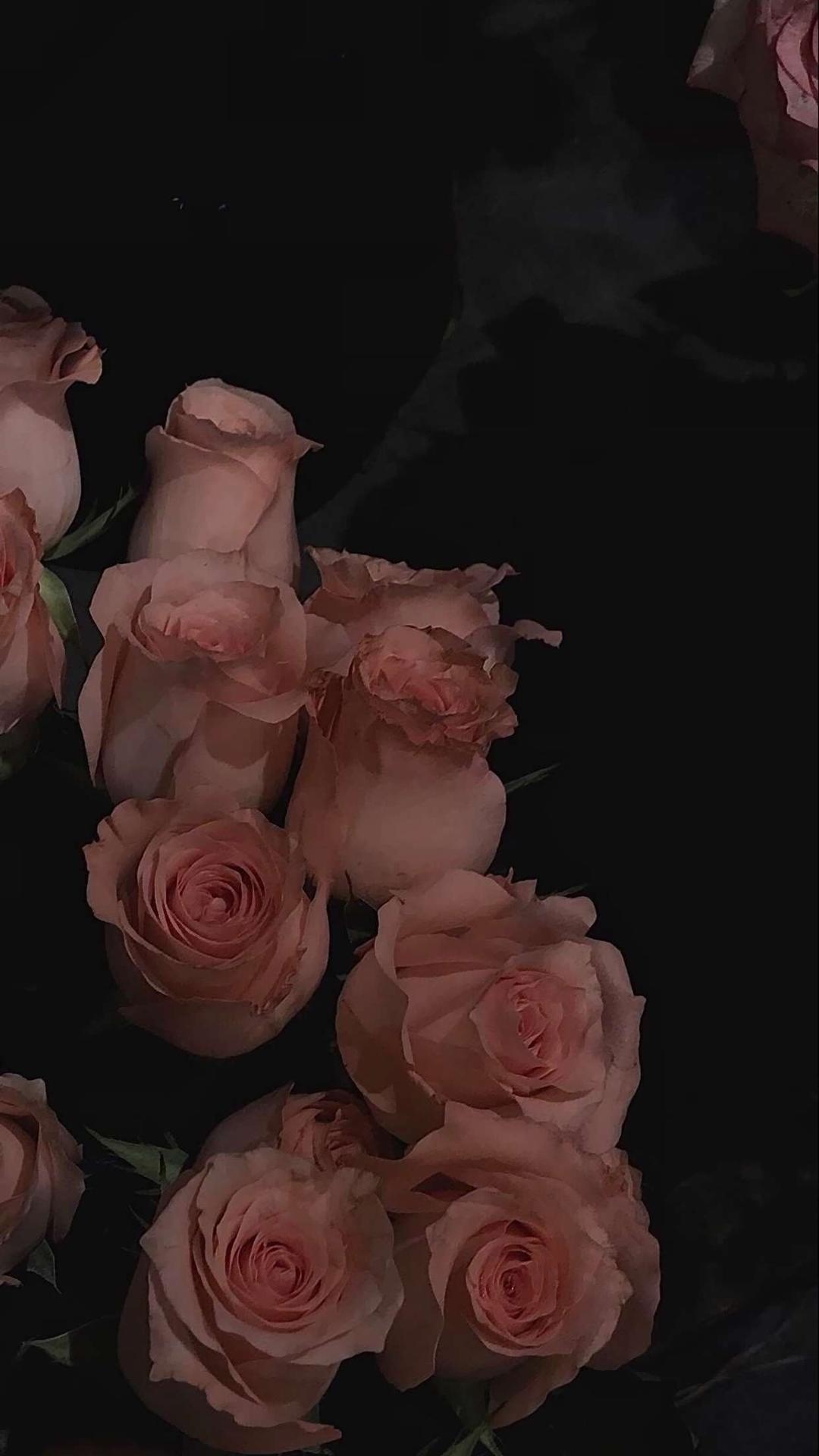 玫瑰,粉玫瑰,花朵,唯美,物语