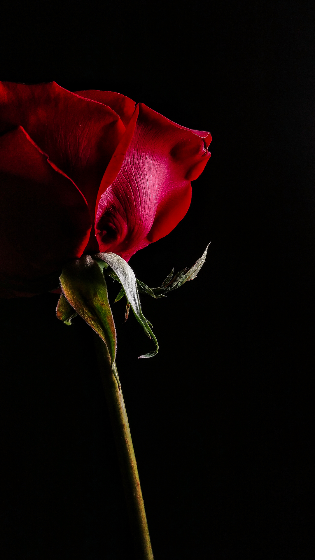该壁纸是由一加t拍摄,在黑夜中里的玫瑰,那一抹犹如丝绸般的质感