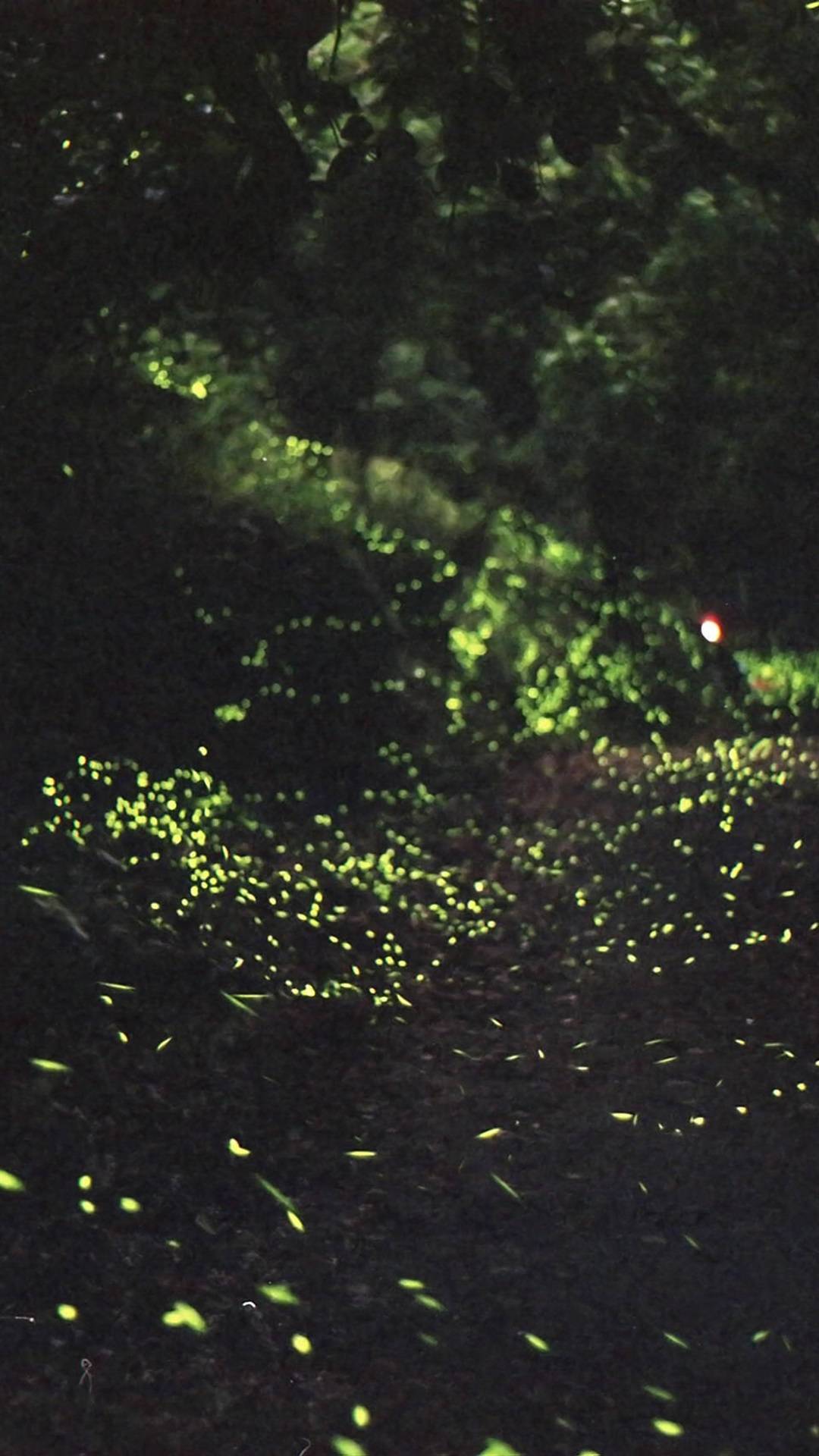 萤火虫森林,高清图片,手机锁屏桌面壁纸族