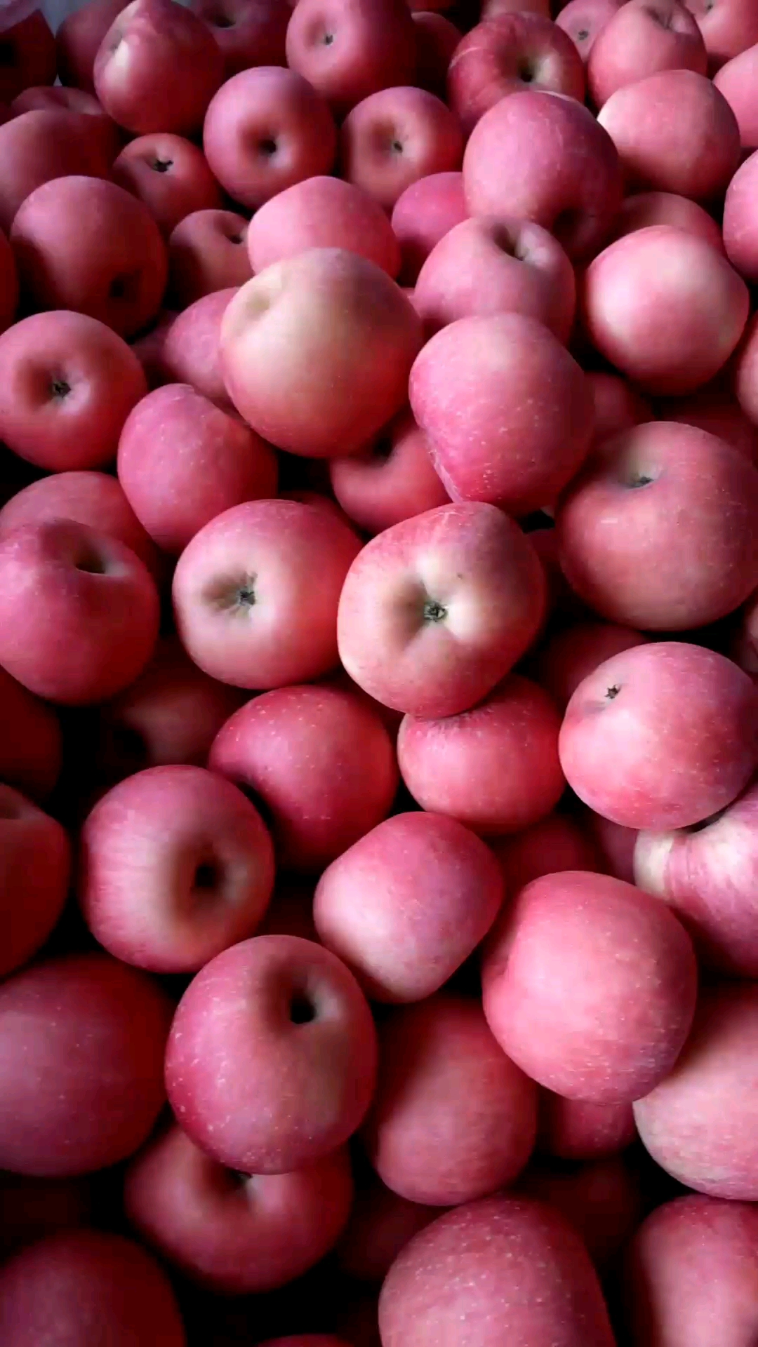 烟台苹果是不是很诱人啊,冷库存放,保留了刚采摘的脆甜,喜欢吃苹果的