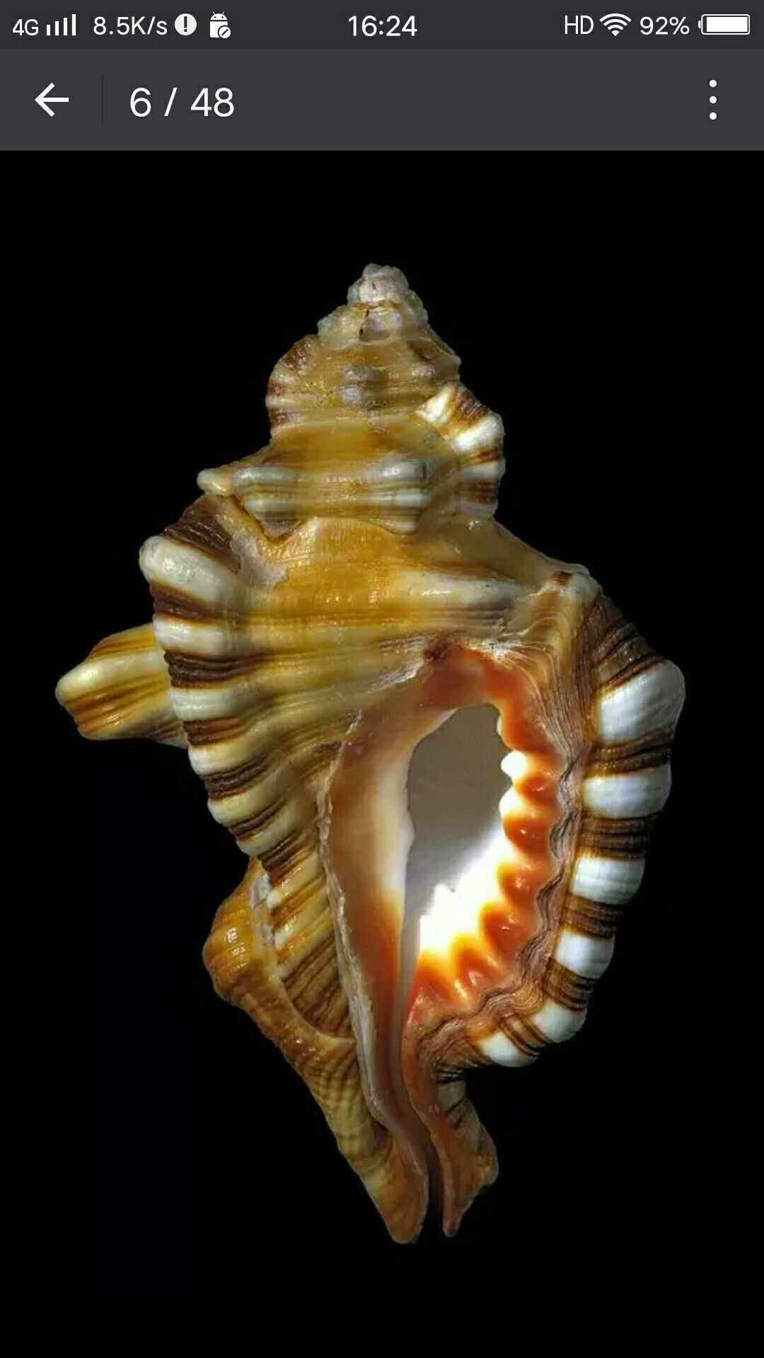美丽的海螺世界,太罕见了送给大家分享