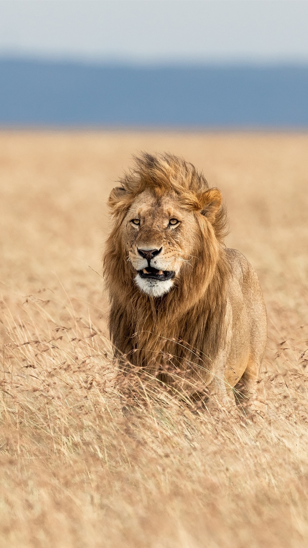 狮子在风中,非洲iphone壁纸