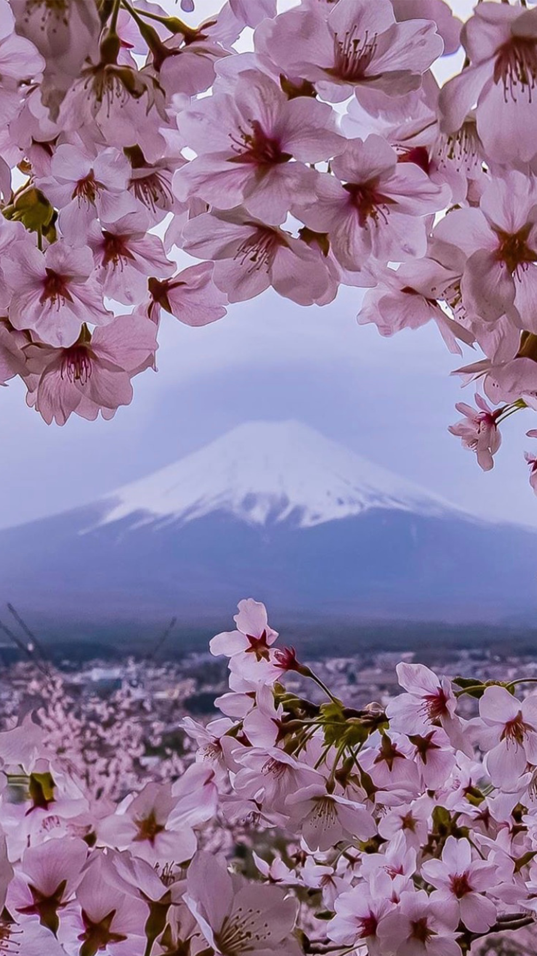 日系富士山高清手机壁纸，富士山樱花动漫壁纸